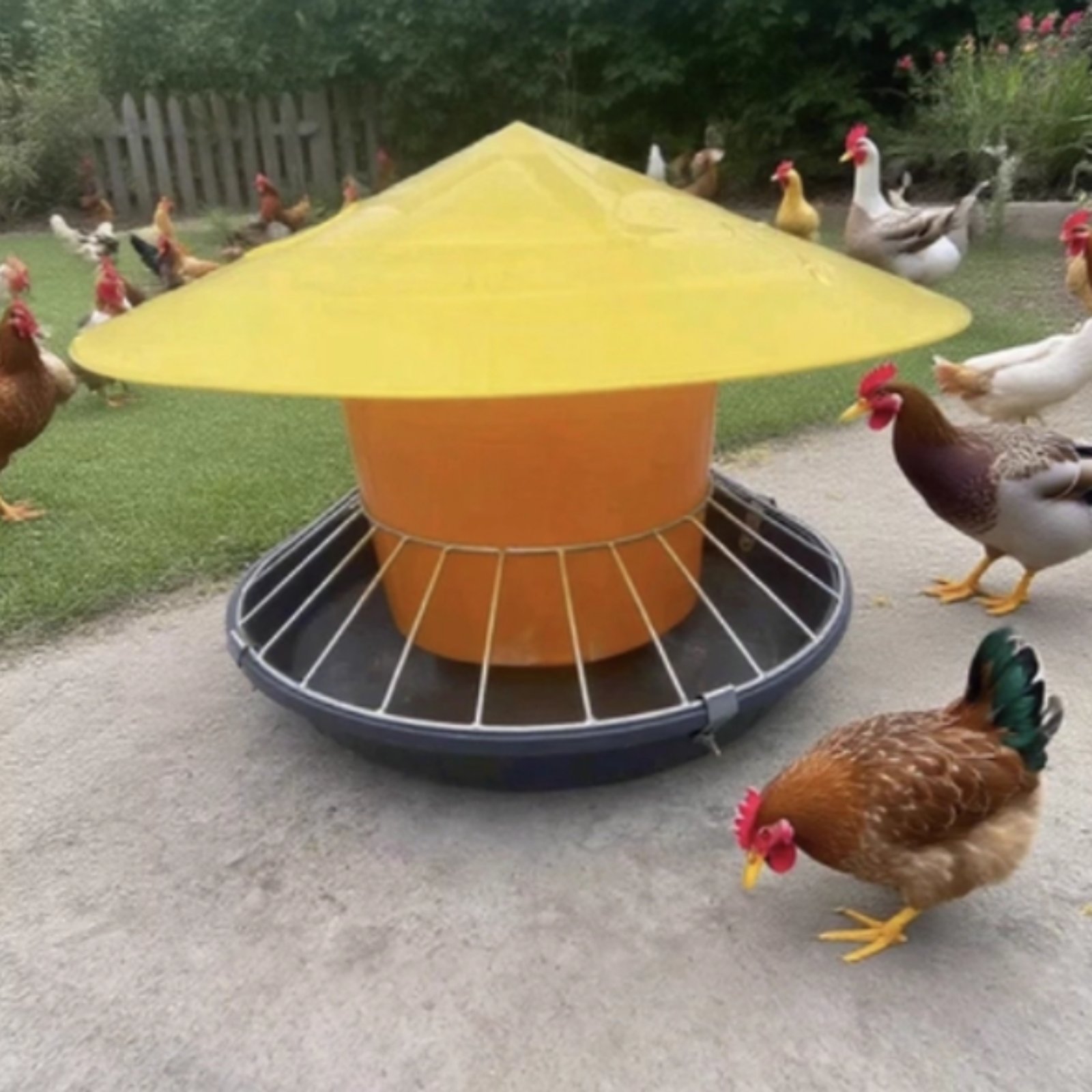 Round Fowl Feeder Large Capaci - Feeding ulasan dan harga